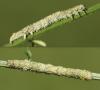 Laspeyria flexula